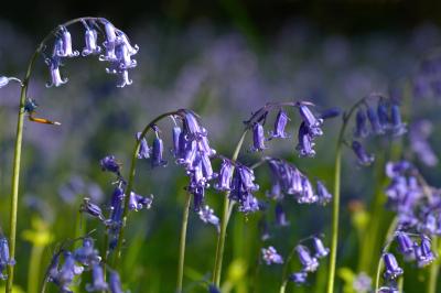Bluebell Arches