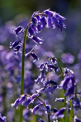 Bluebell Portrait