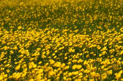 Buttercup Meadow at Wittenham Clumps