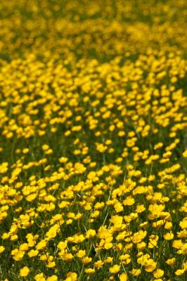 Buttercup Meadow at Wittenham Clumps
