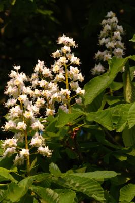 Horse Chestnut Blossom