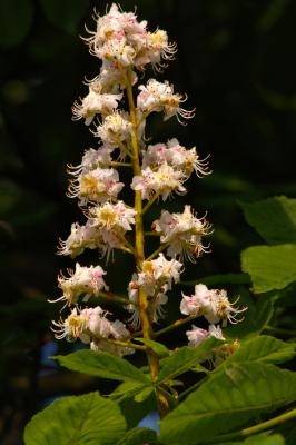 Horse Chestnut Blossom