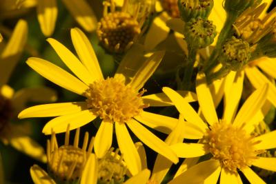 Wild Ragwort Flowers