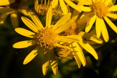 Wild Ragwort Flowers