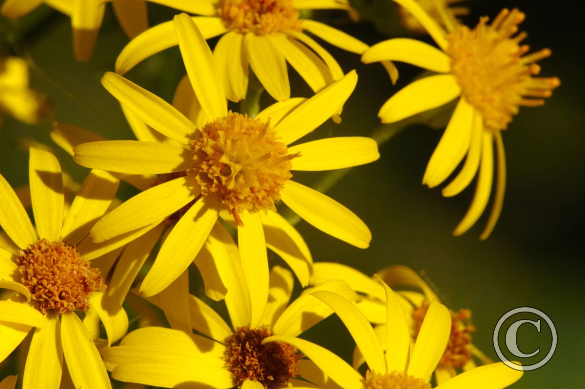 Wild Ragwort Flowers | Flowers | Wildlife | Photography By Martin Eager ...
