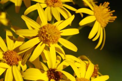 Wild Ragwort Flowers