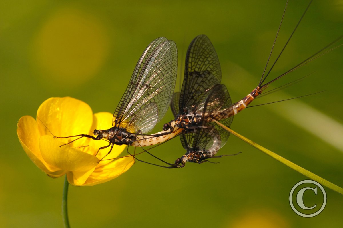 Mayflies Mating Insects Wildlife Photography By Martin Eager