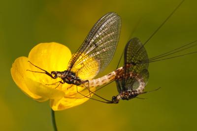Mayflies Mating