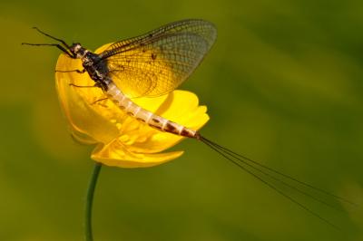 Female Mayfly