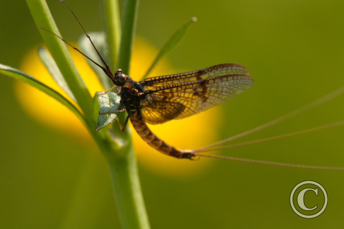 Male Mayfly | Insects | Wildlife | Photography By Martin Eager | Runic ...