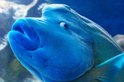 Humphead Wrasse