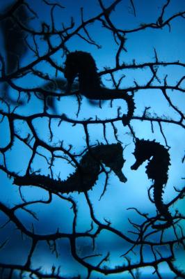 Seahorse Silhouettes