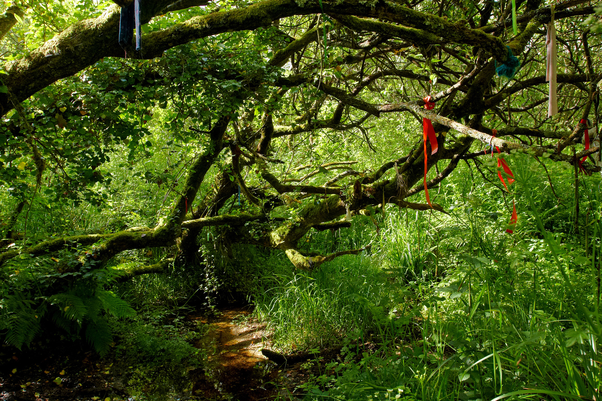 Cloutie Tree Near Madron Holy Well.
