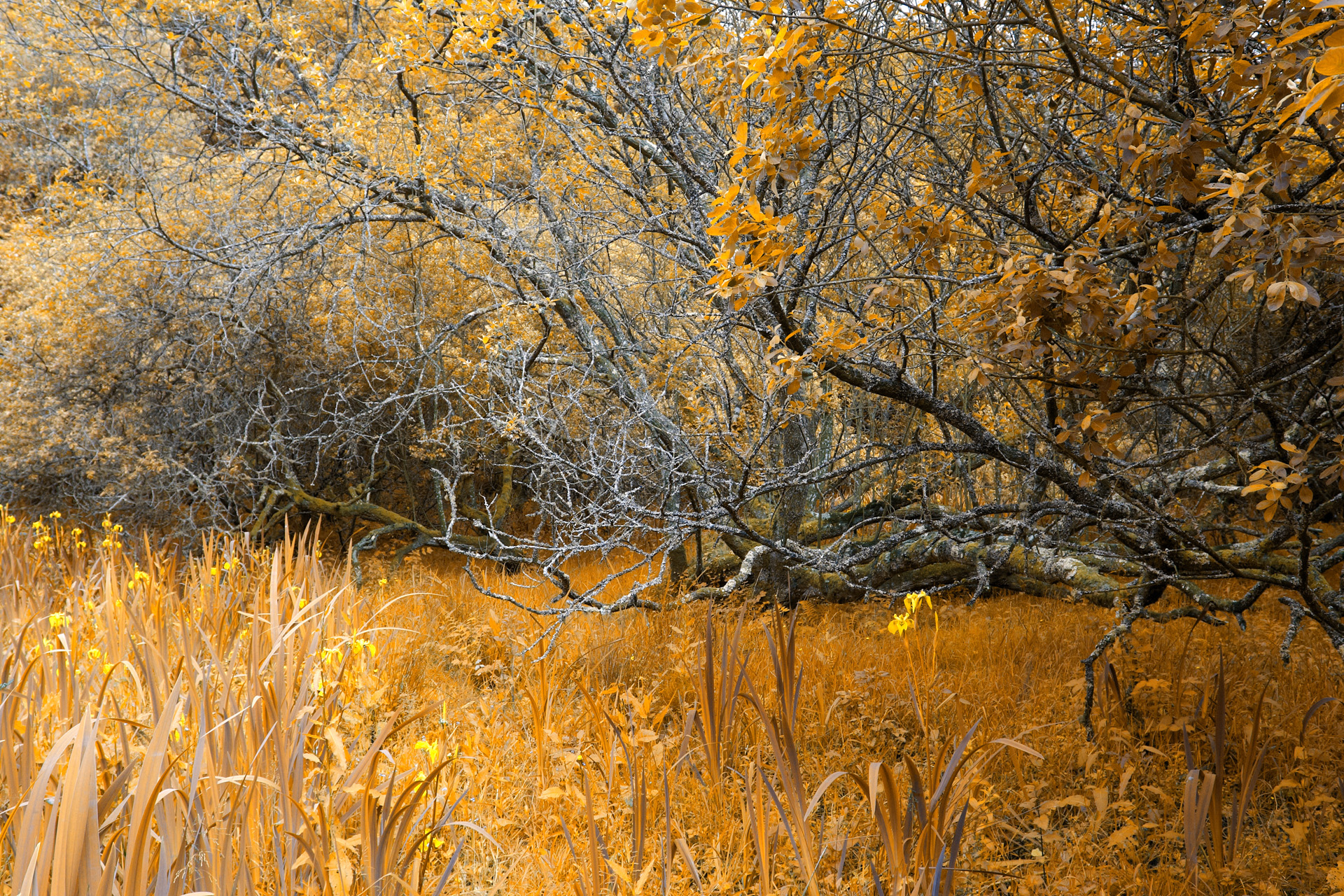Twisted Trees In Gold