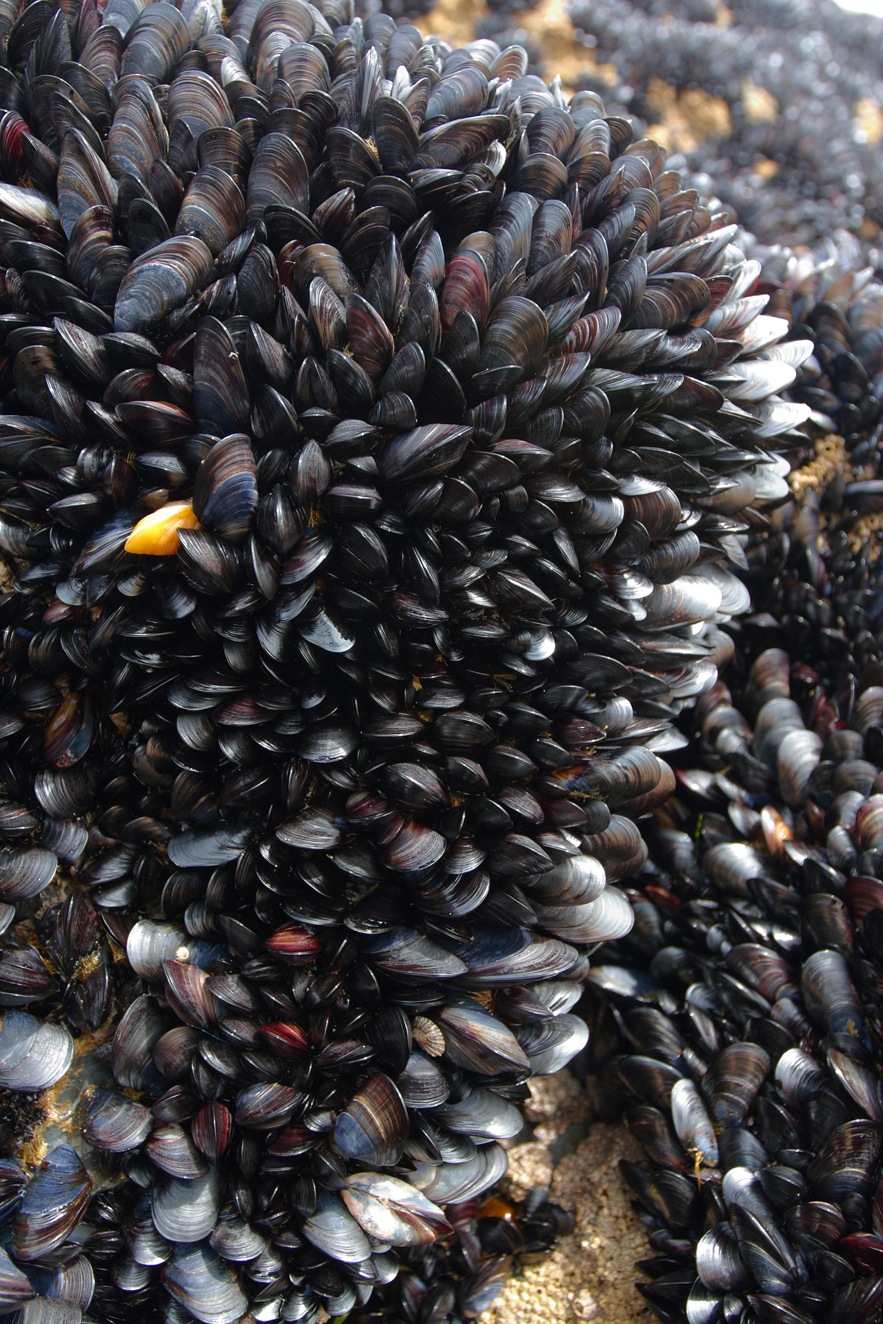 Mussels densely packed on the rocks at Bedruthan Steps