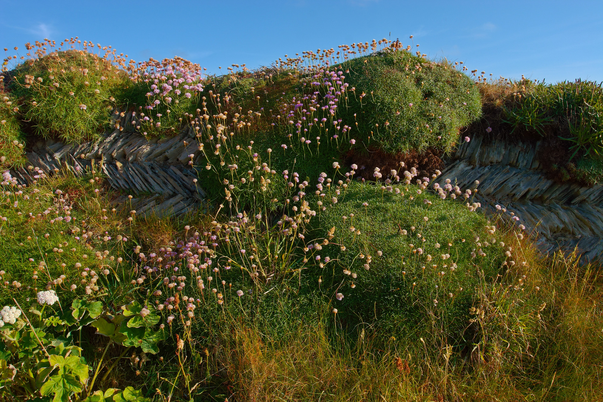 Dry stone wall overgrown with moss, grass and wild flowers near