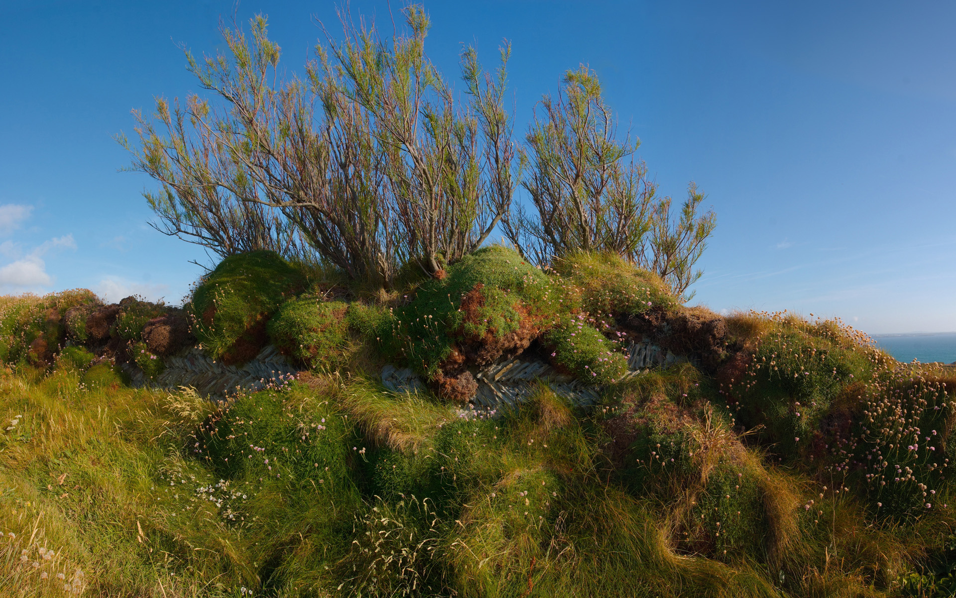 Overgrown Coastal Wall at Bedruthan Steps