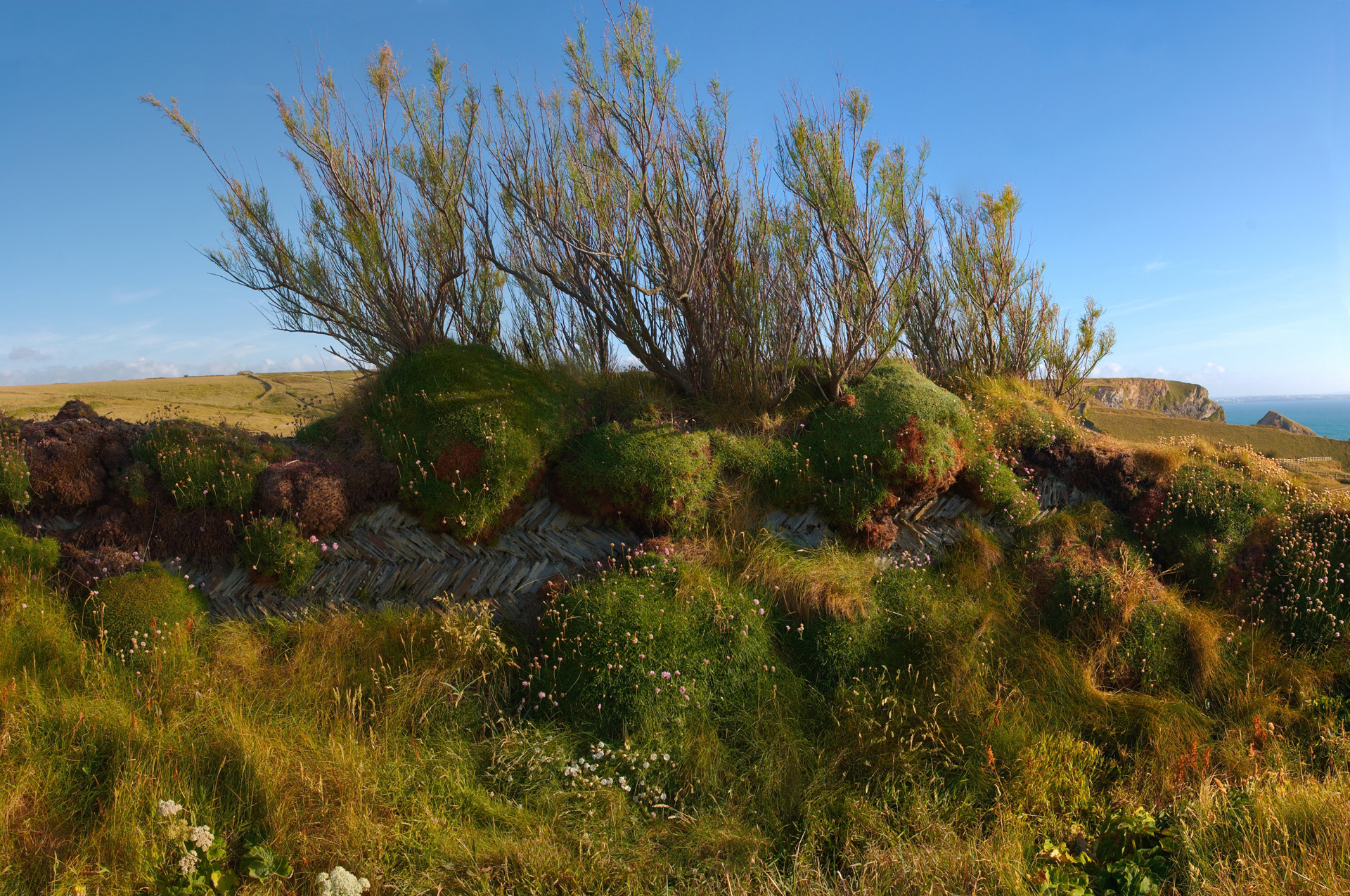 Overgrown Coastal Wall Near Bedruthan Steps
