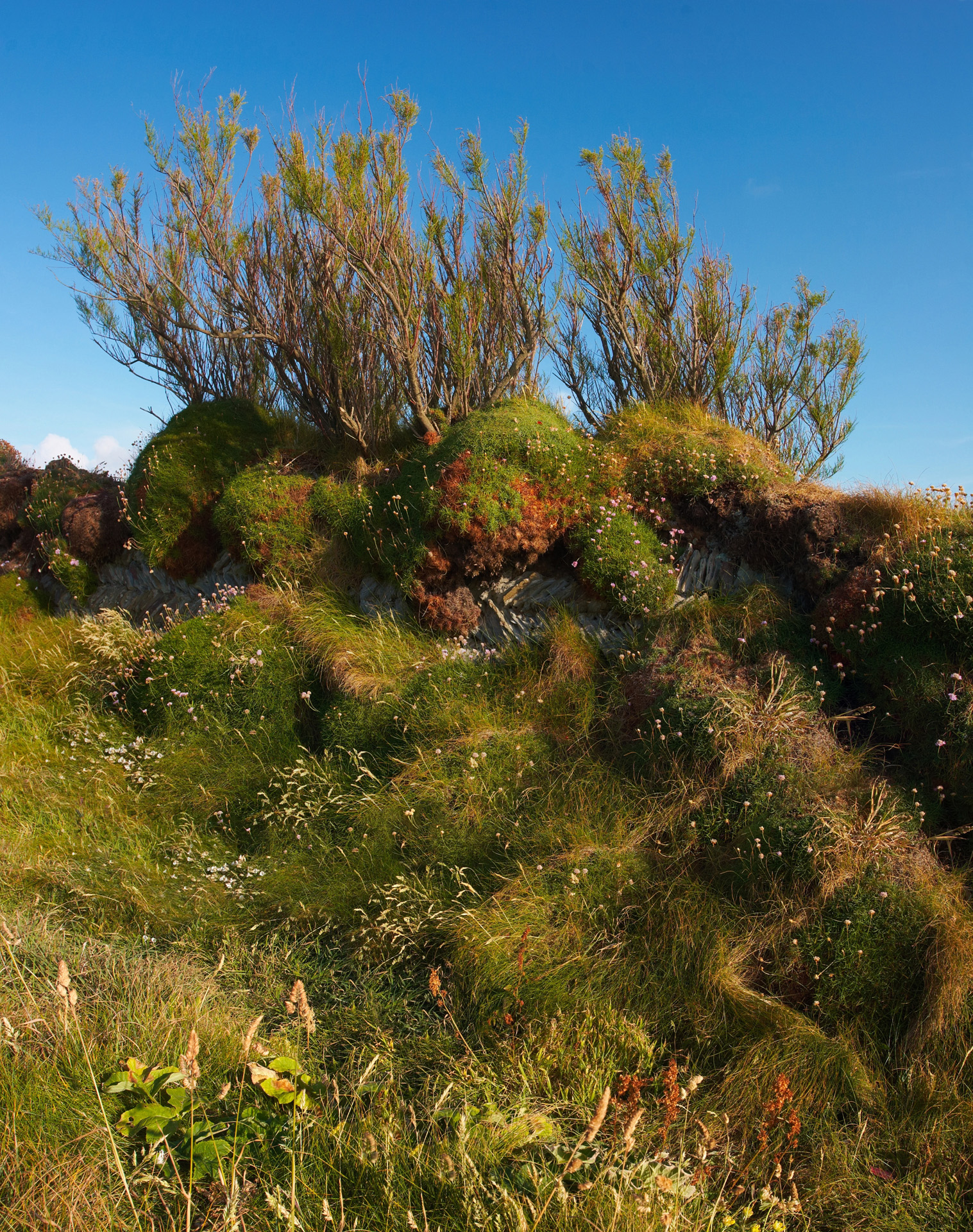 Overgrown Dry Stone Wall On The Cliffs Near Bedruthan Steps