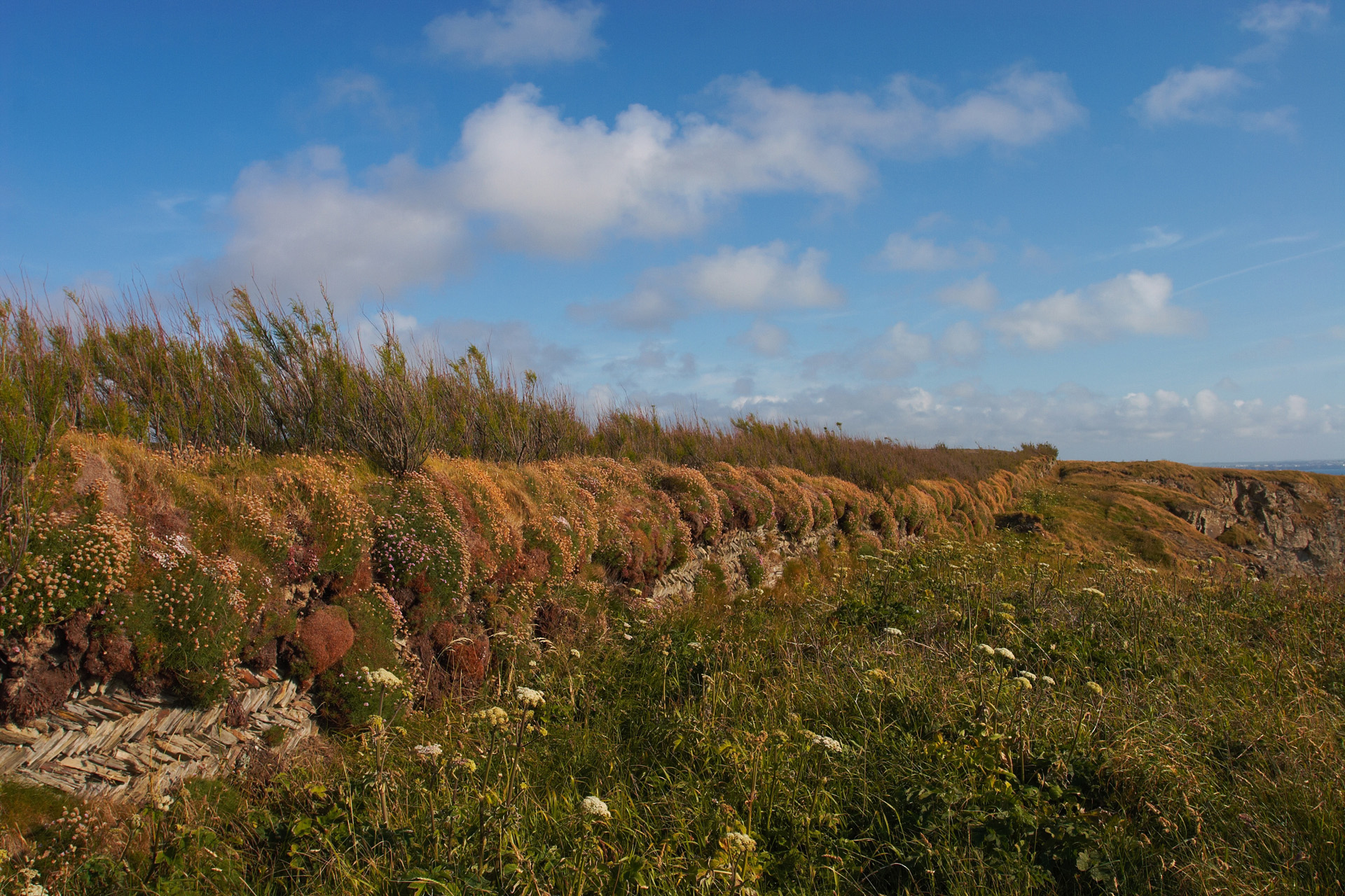 Long Overgrown Dry Stone Wall On The Cliffs Near Bedruthan Steps