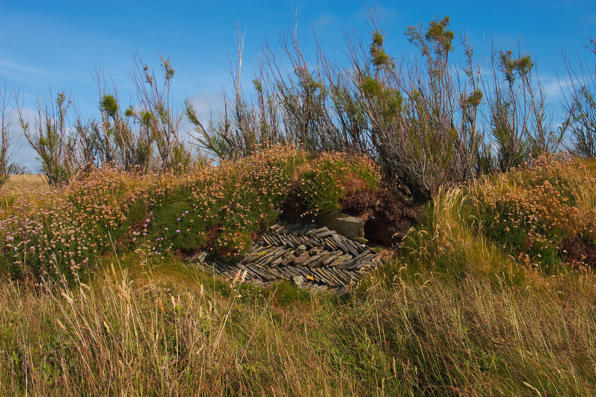 Overgrown Dry Stone Wall On The Cliffs Near Bedruthan Steps