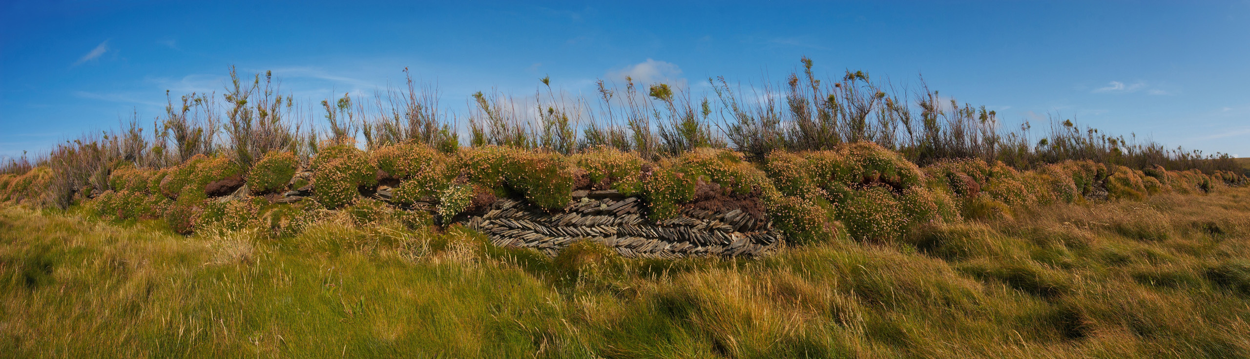Overgrown Dry Stone Wall On The Cliffs Near Bedruthan Steps