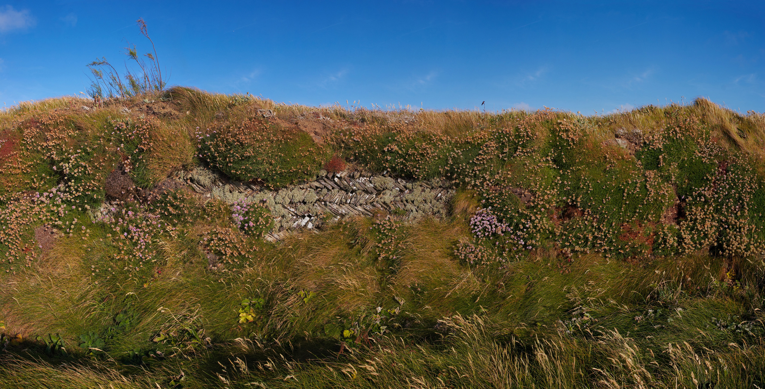 Overgrown Dry Stone Wall On The Cliffs Near Bedruthan Steps