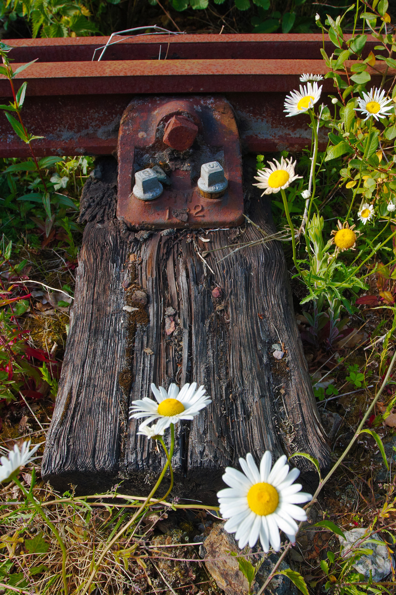 Railway sleeper and rusty rail among the Daisies