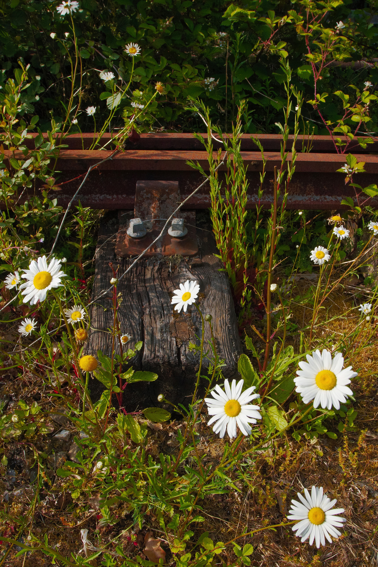 Railway sleeper and rusty rail among the Daisies