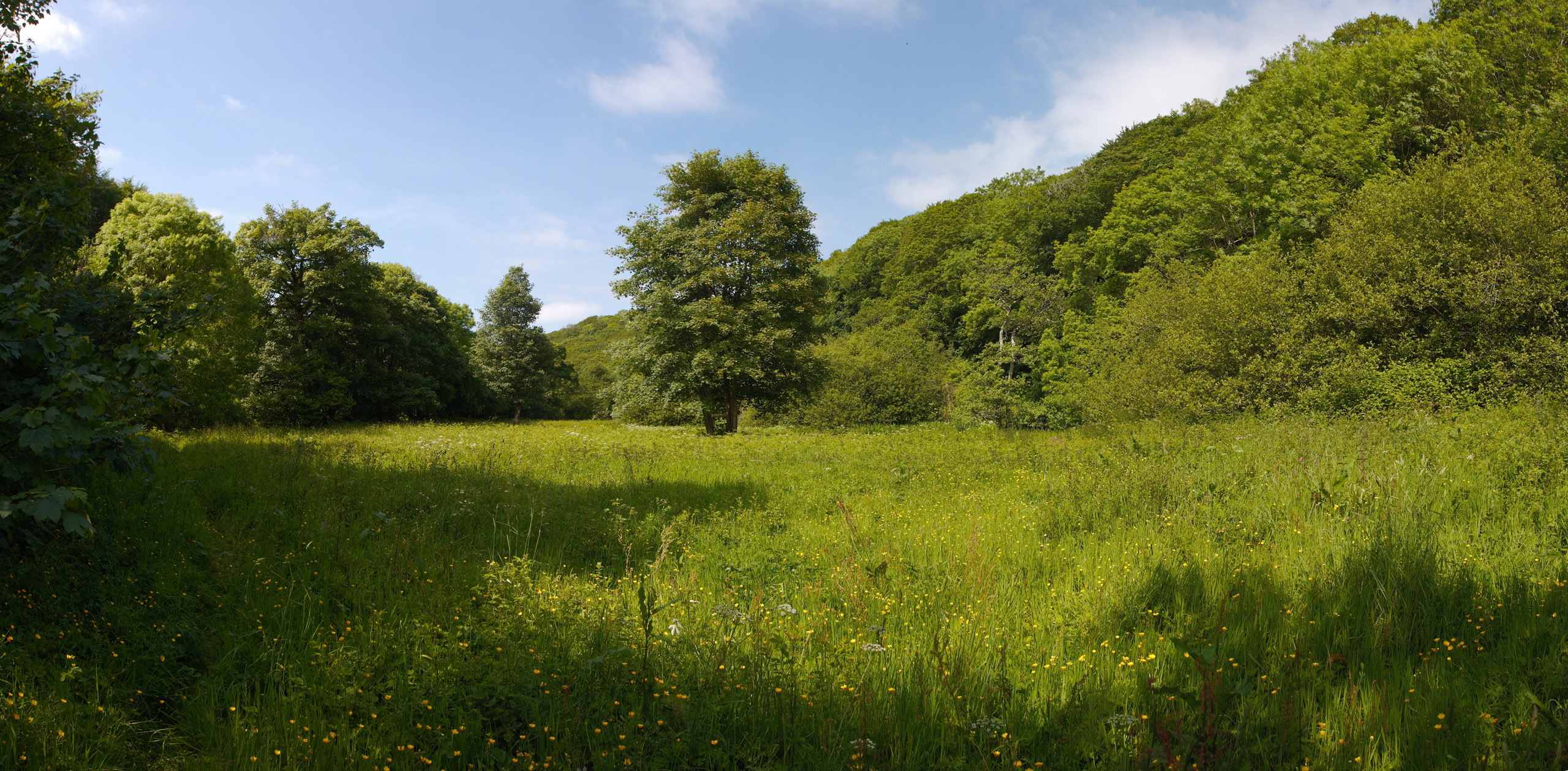 Water Meadow along the Camel Trail