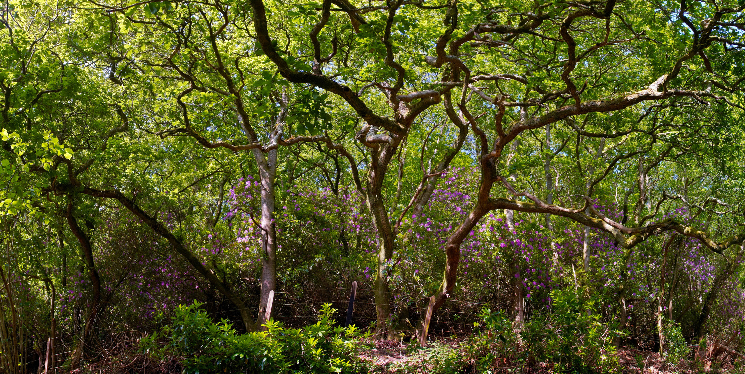 Oak woodland along the Camel Trail