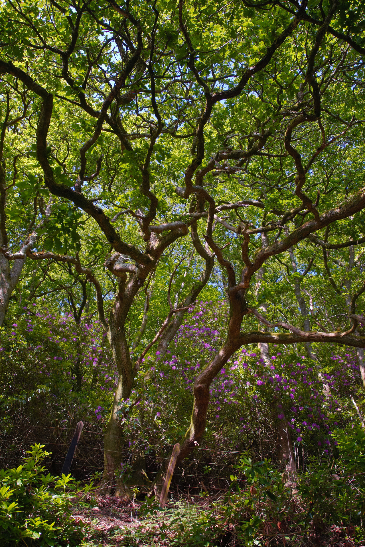 Oak woodland and Rhododendrons along the Camel Trail