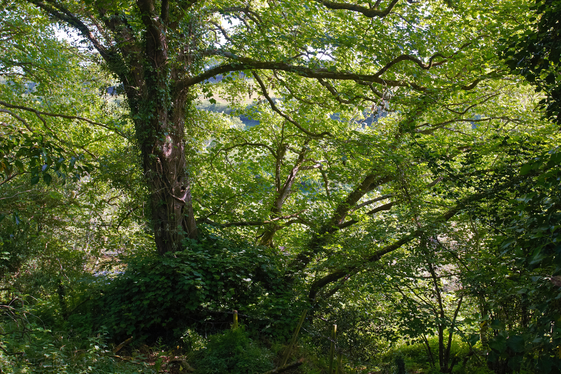 Tall Trees beside the Camel Trail, Cornwall