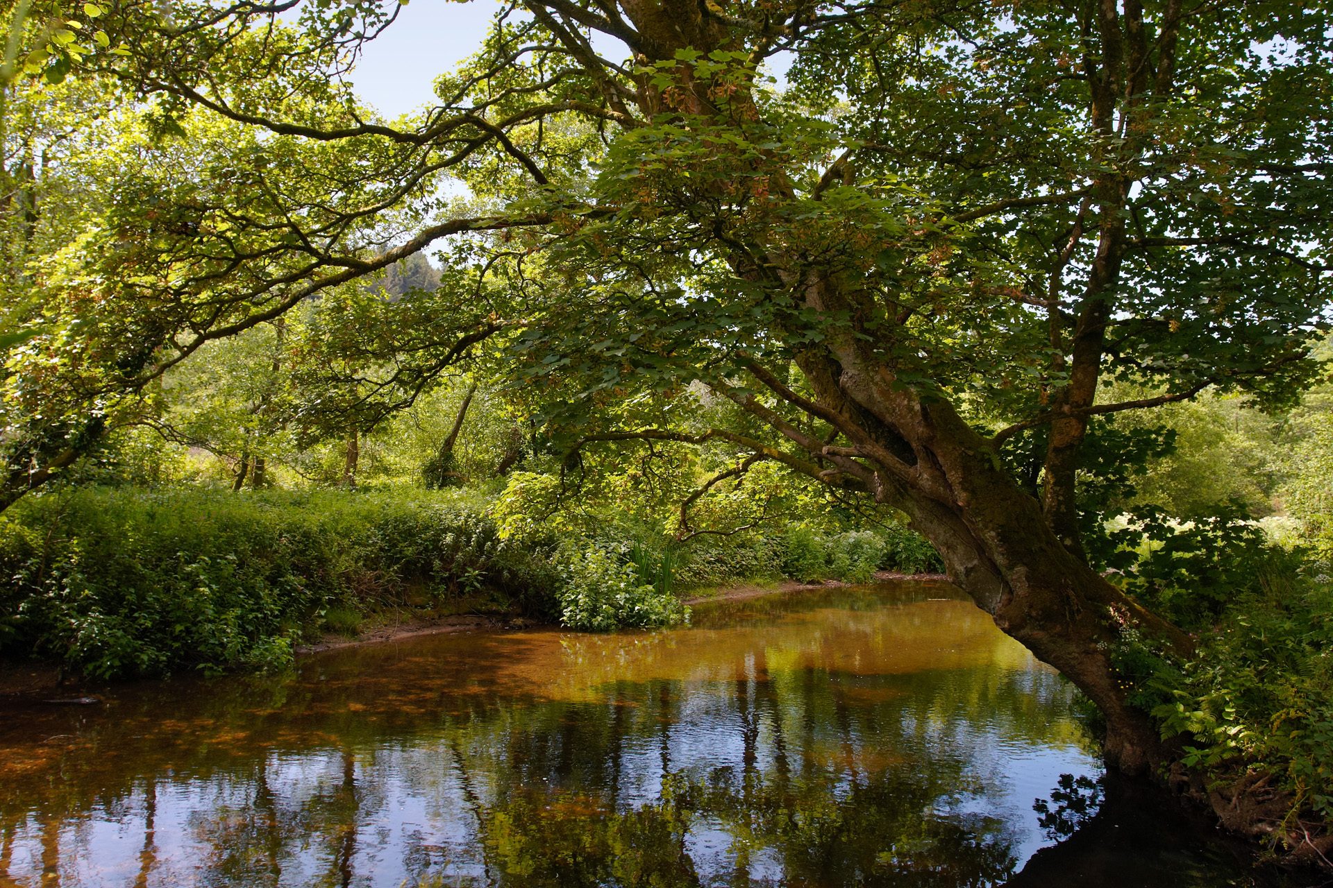 The River Camel along the Camel Trail