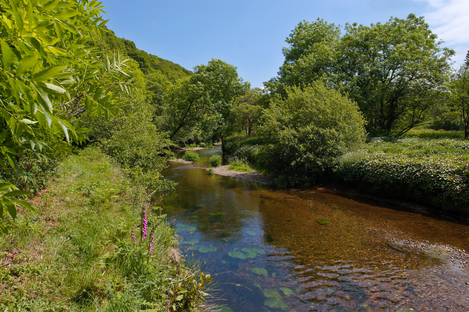 The River Camel along the Camel Trail