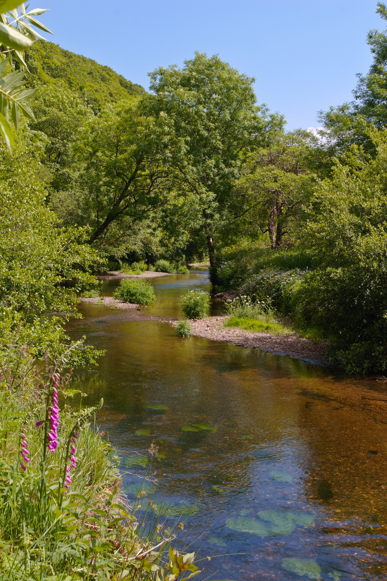 The River Camel along the Camel Trail