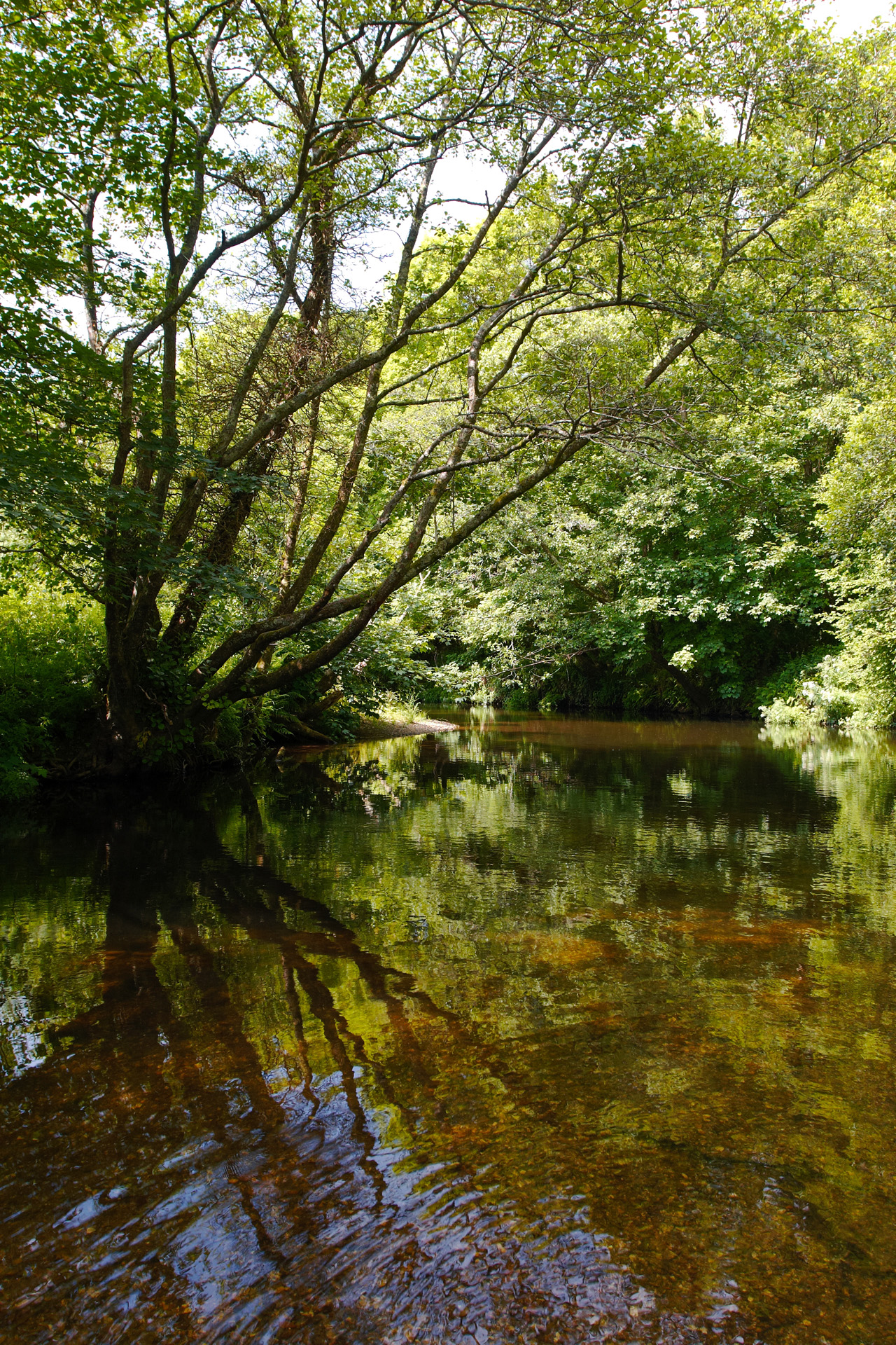 Overhanging tree on the River Camel