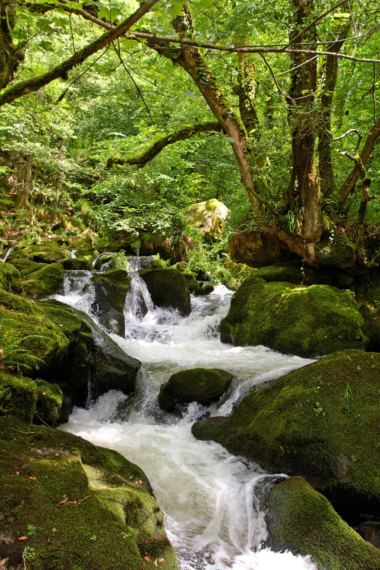 Golitha Falls Rapids
