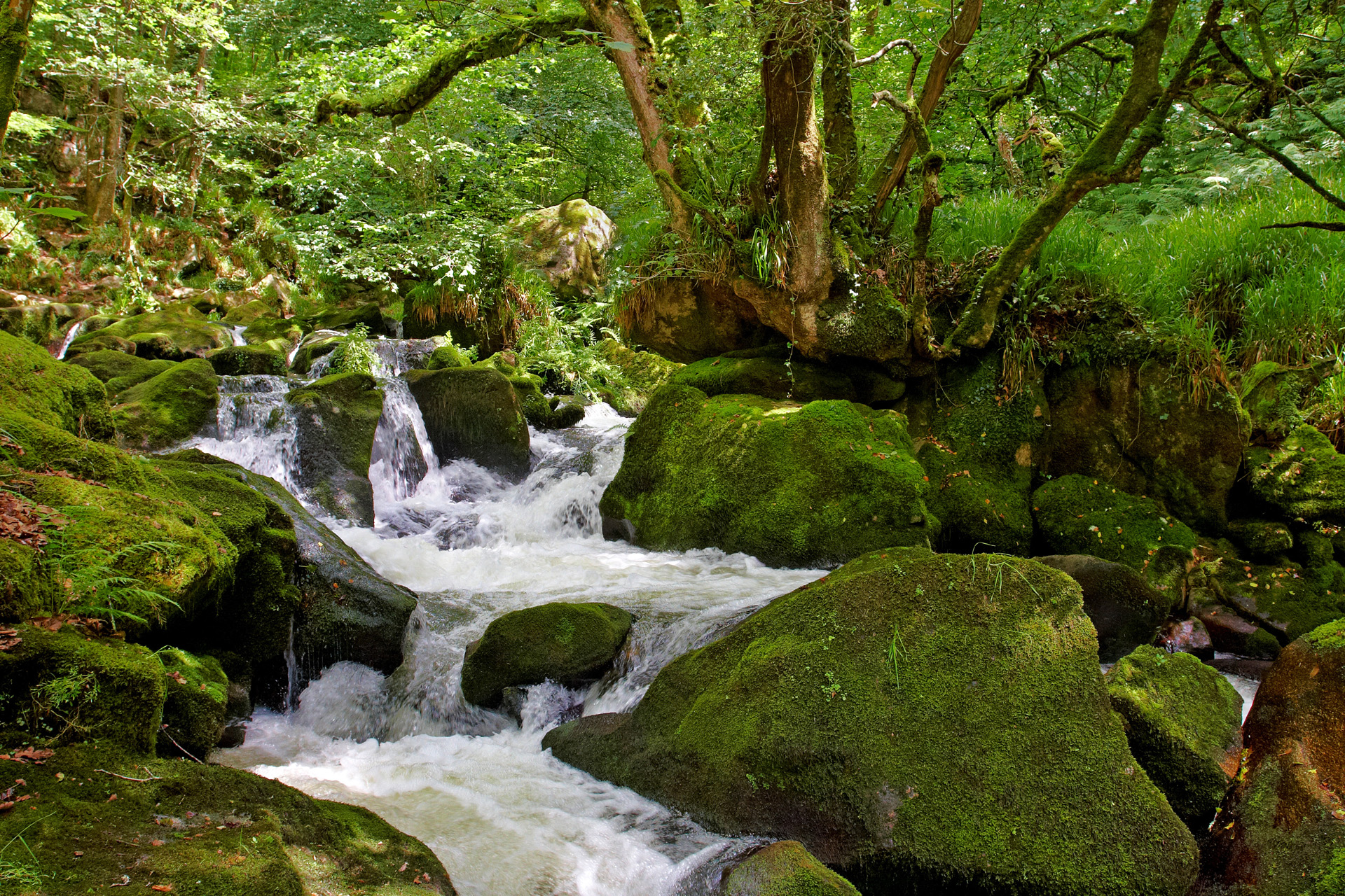 Golitha Falls Rapids