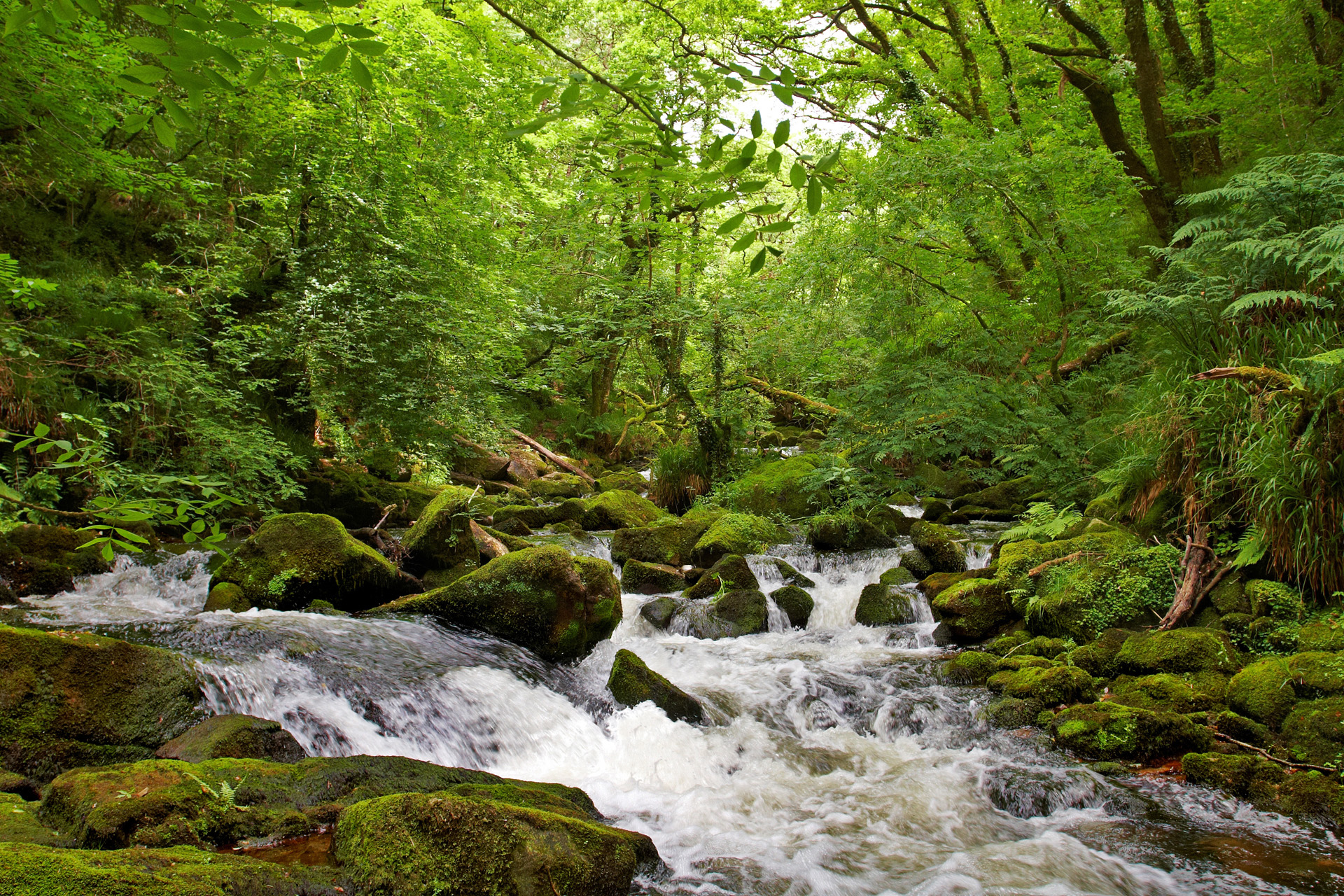 Golitha Falls Rapids