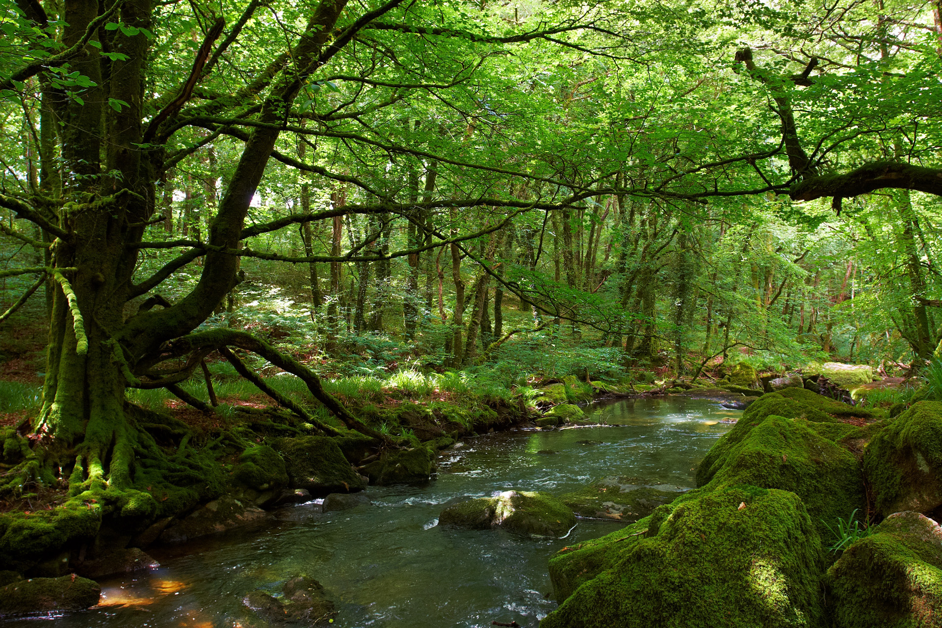 River Fowey at Golitha Falls