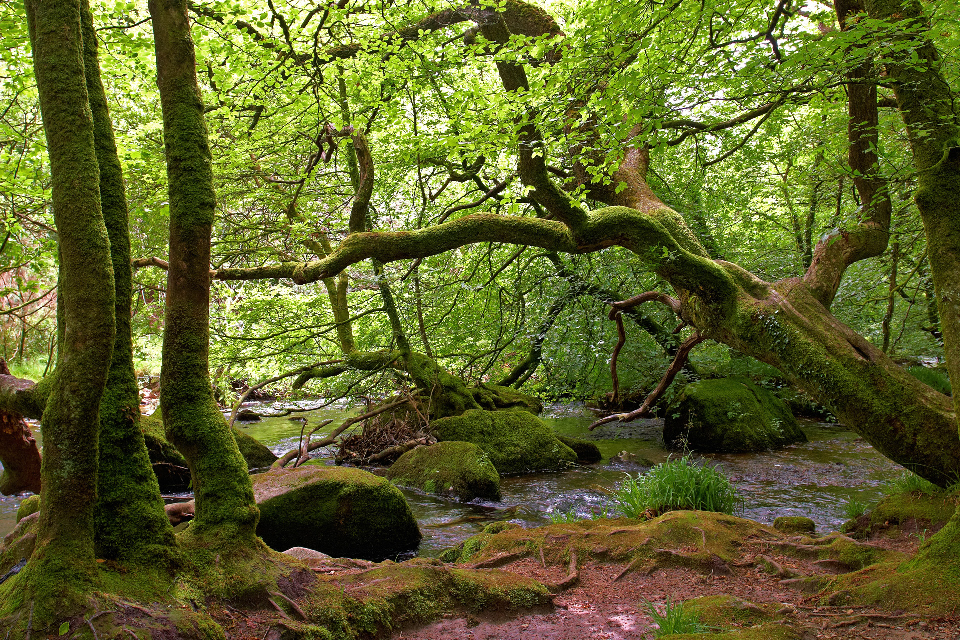 Leaning Down To Drink