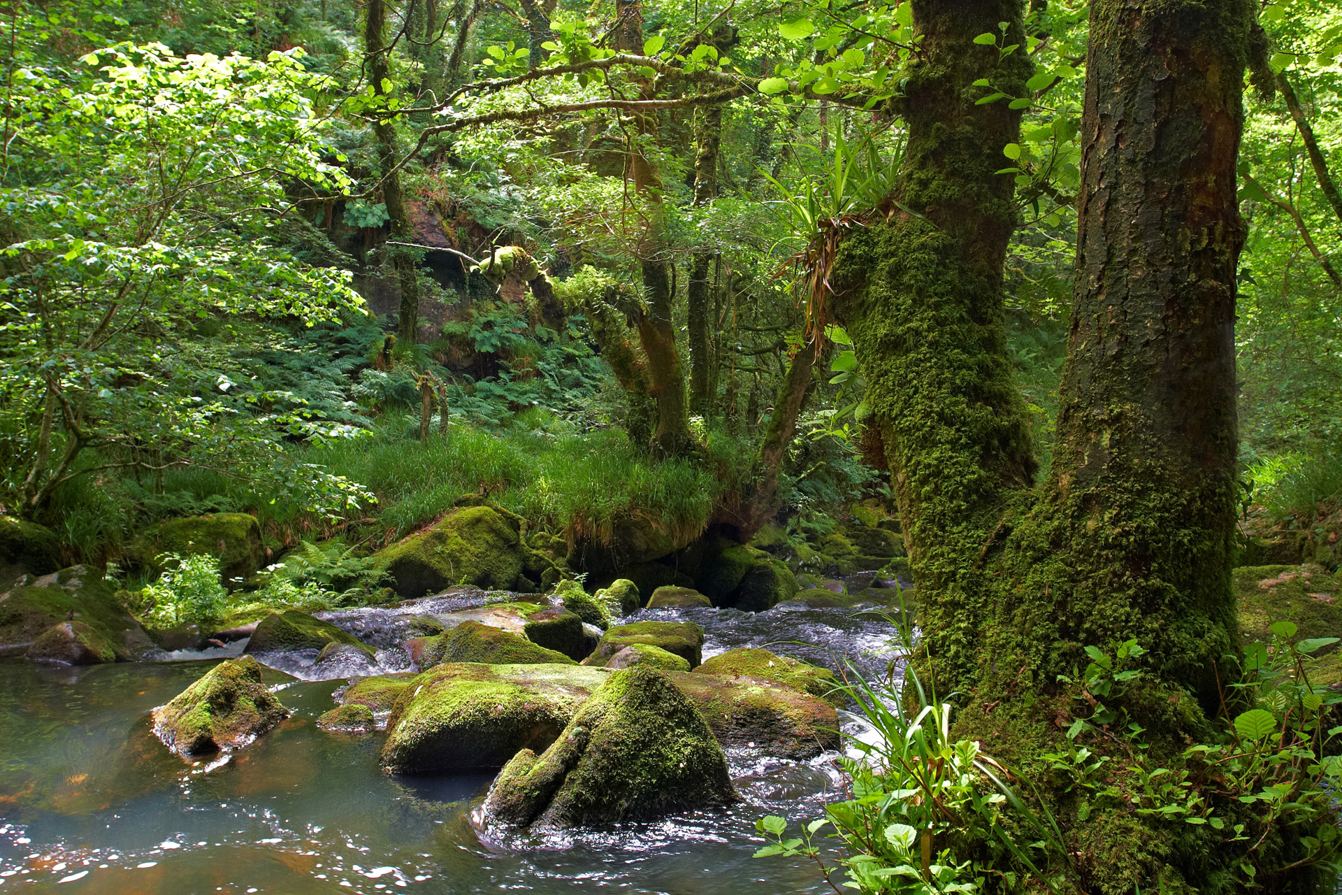 Golitha Falls Lower Reaches