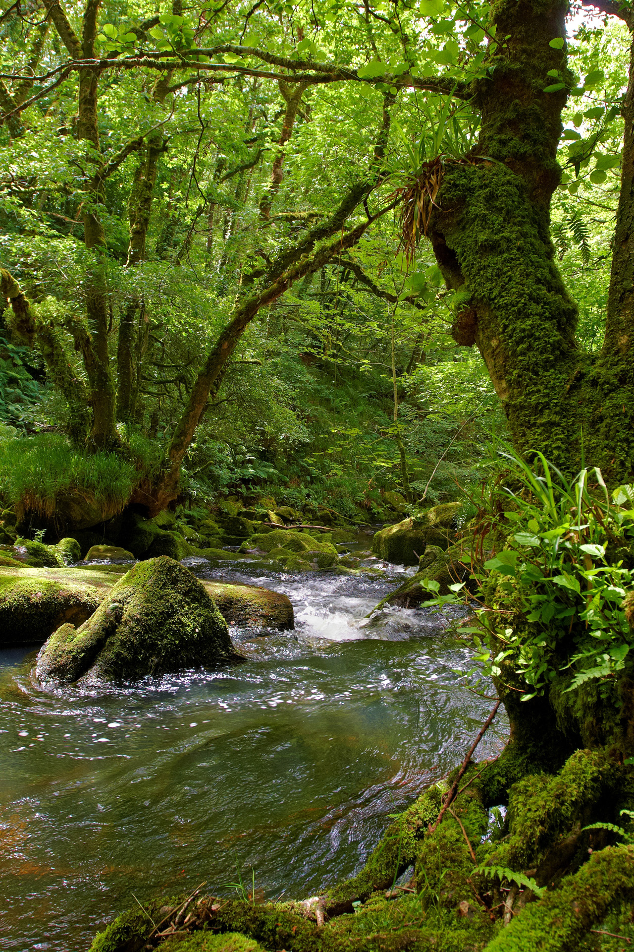 Golitha Falls Lower Reaches