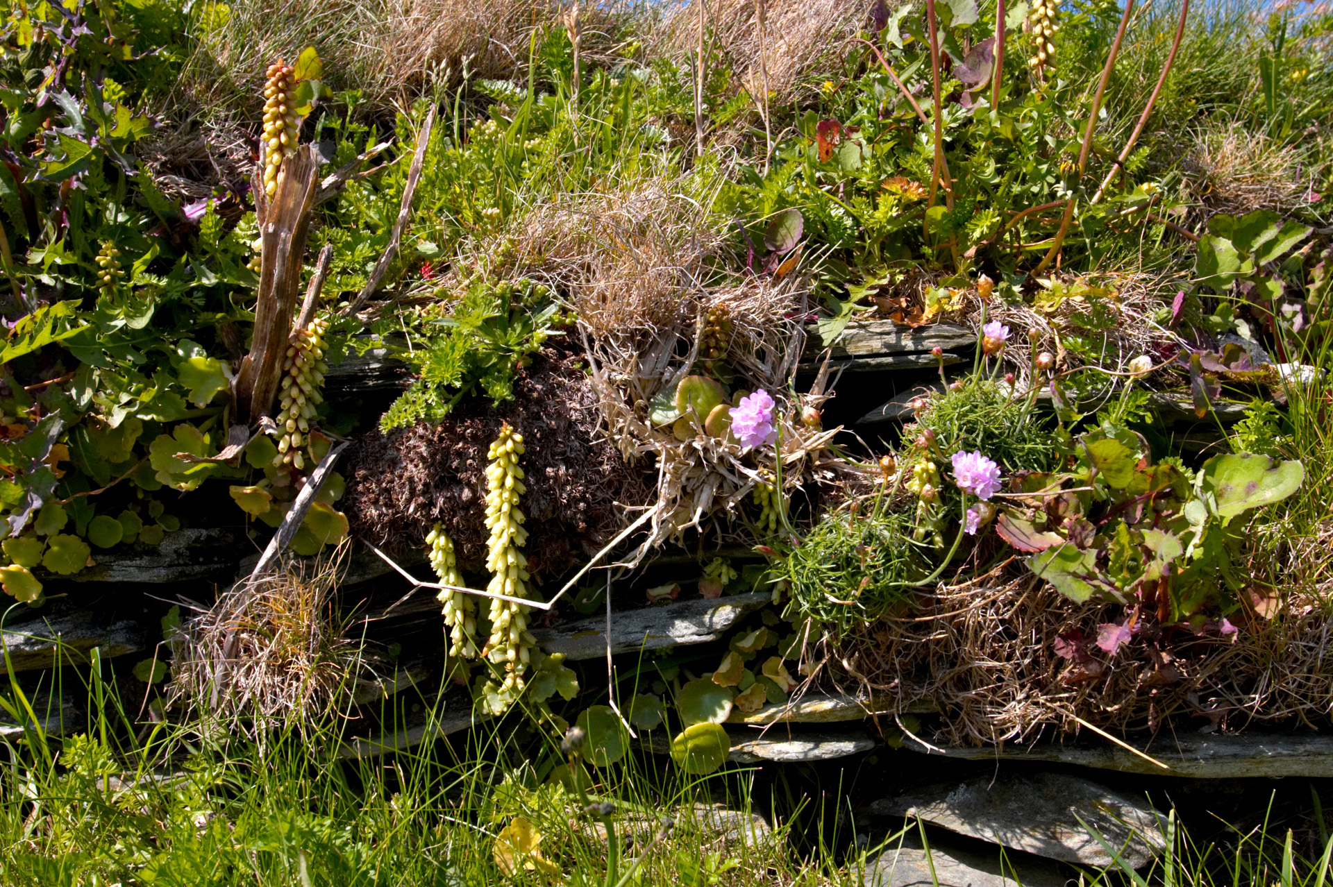Overgrown walls at Tintagel Castle ruins, Cornwall