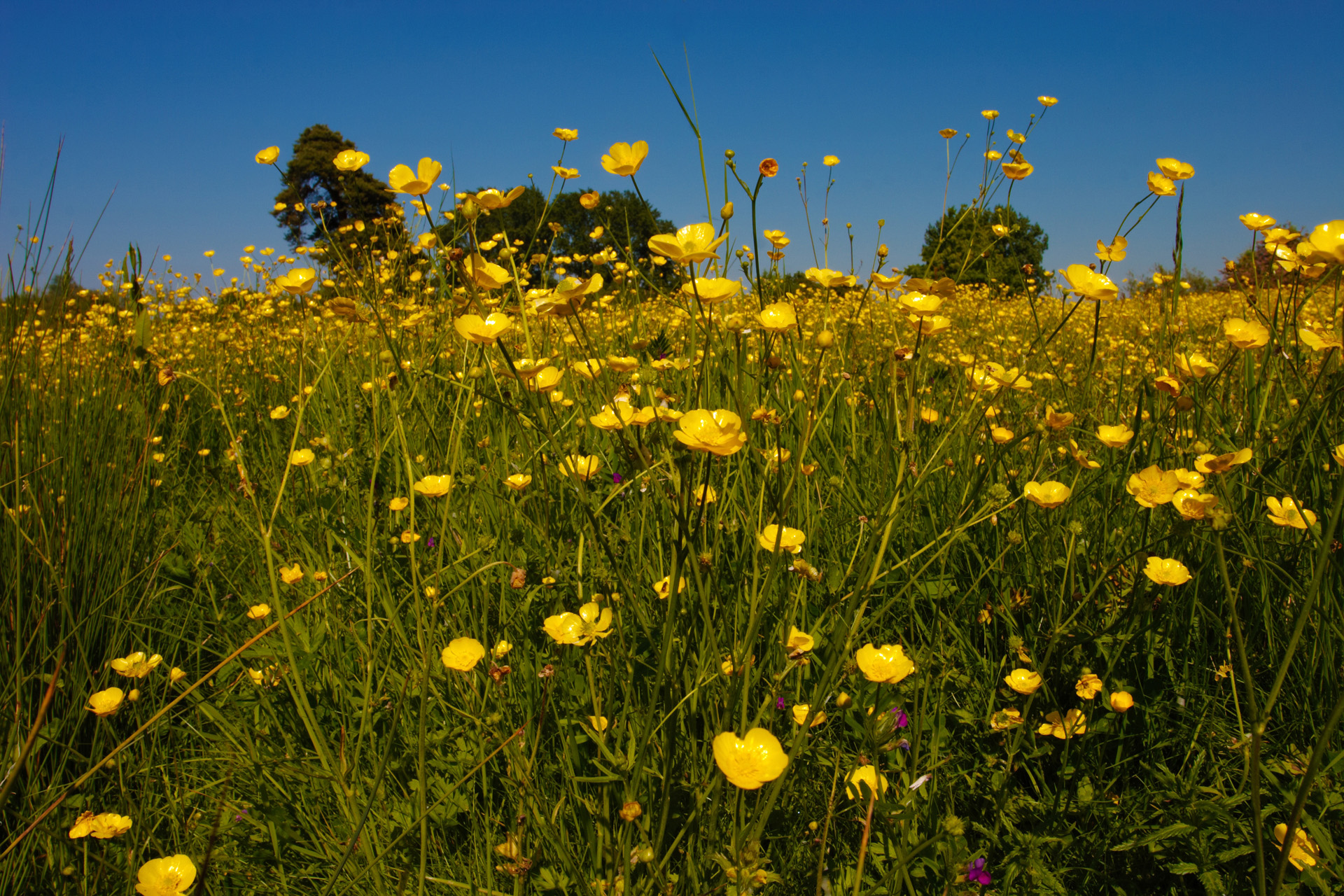 Buttercup Meadow Closeup
