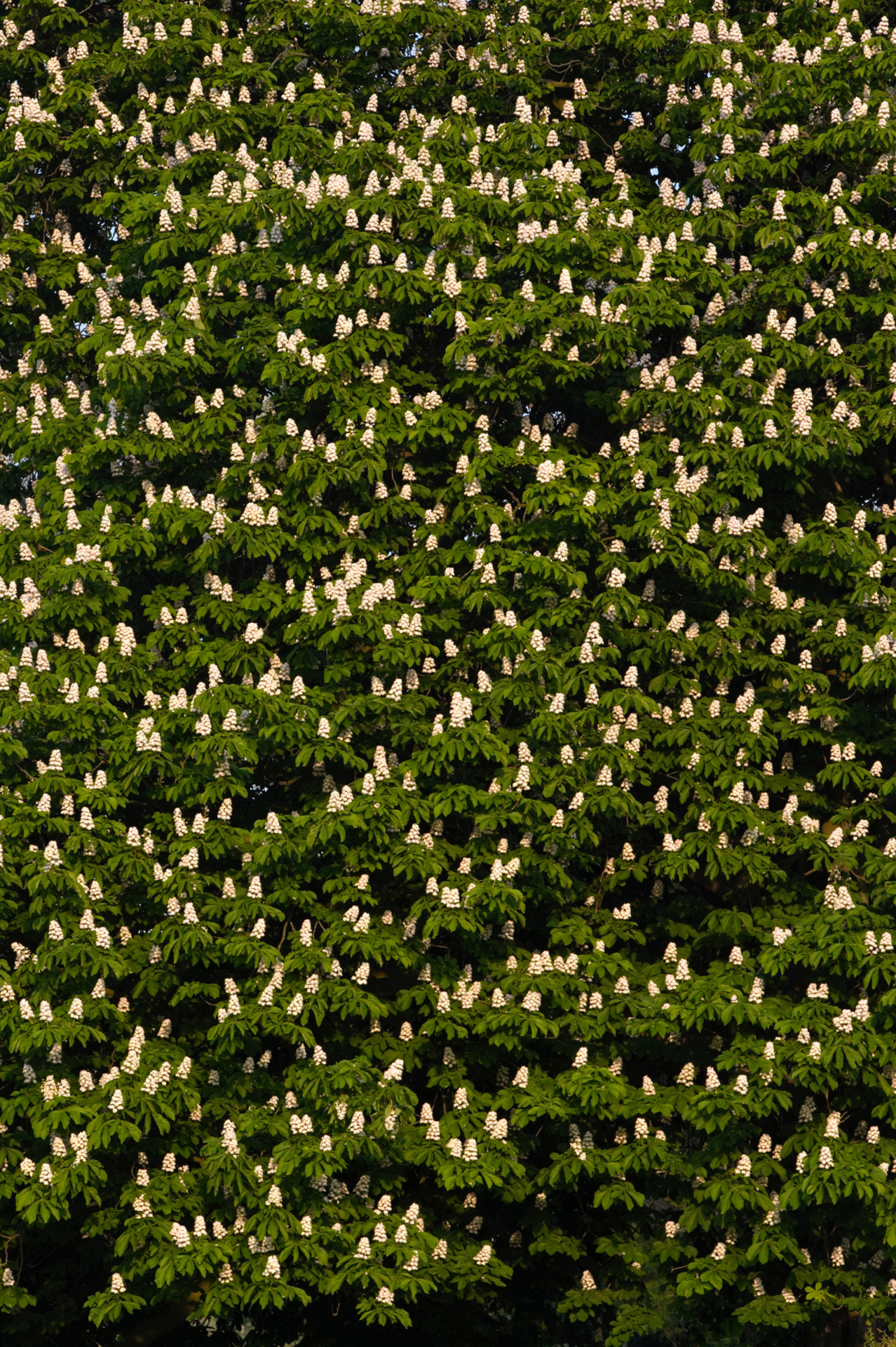 Horse Chestnut Tree In Full Blossom