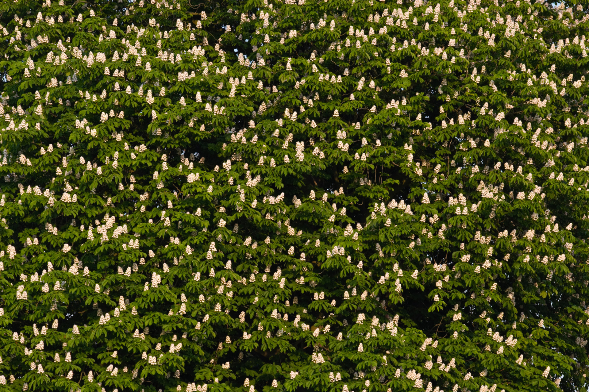 Horse Chestnut Tree In Full Blossom
