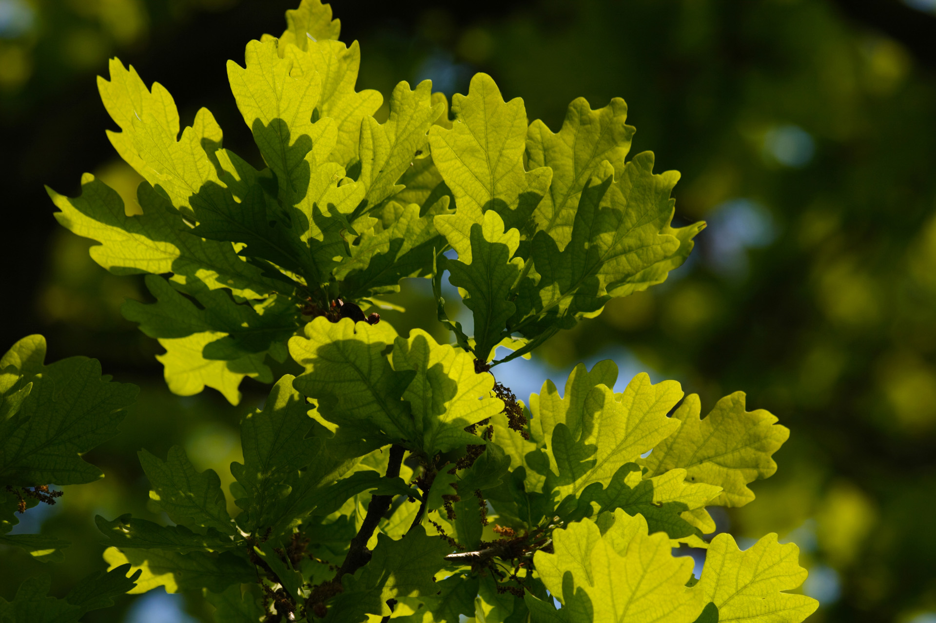 Pristine new oak leaves in the spring sunshine
