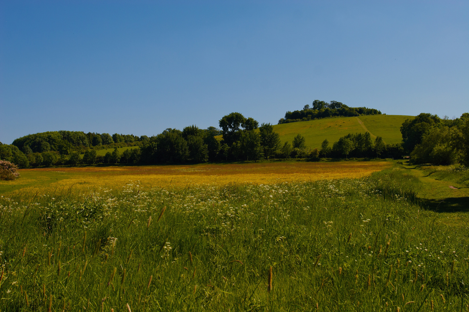Wittenham Clumps